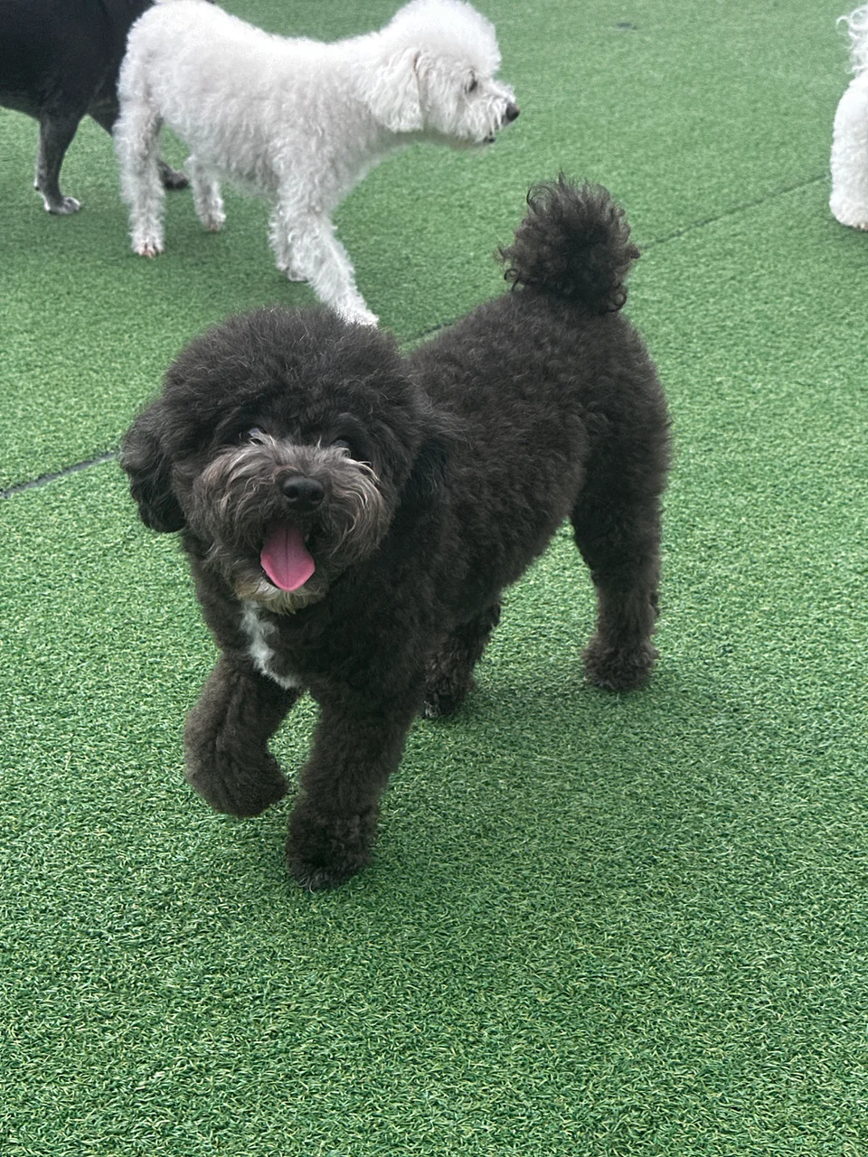 The owner's black poodle before trying on an outfit