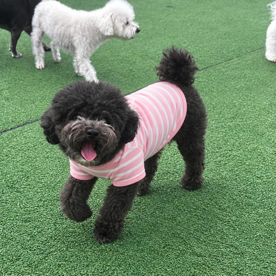 MeongFit development sample: the owner's black poodle wearing the selected pink-striped tee